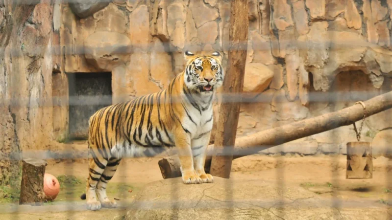 Harimau di Bandung Zoo