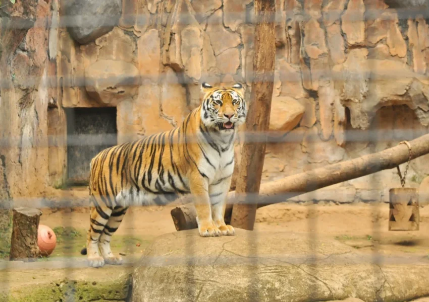 Harimau di Bandung Zoo