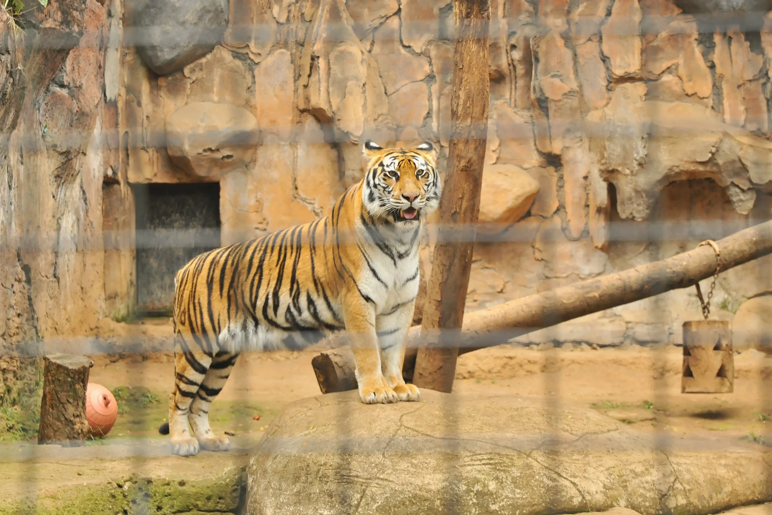 Harimau di Bandung Zoo