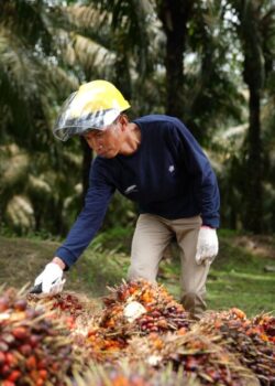 Ilustrasi Pekerja PalmCo