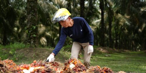 Ilustrasi Pekerja PalmCo