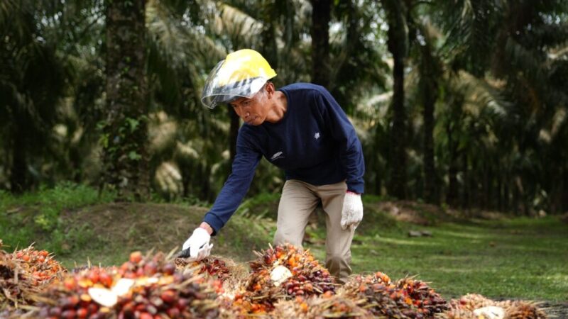 Ilustrasi Pekerja PalmCo