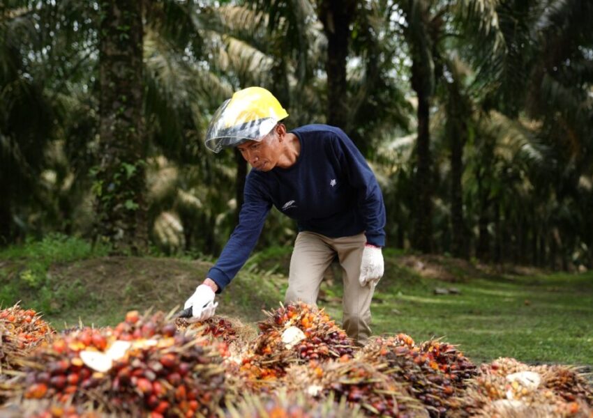 Ilustrasi Pekerja PalmCo
