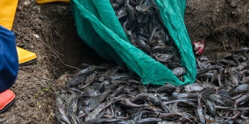 Penanganan Sapu-sapu Jakarta. (ANTARA FOTO:Sulthony Hasanuddin:tom