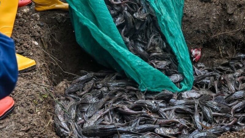 Penanganan Sapu-sapu Jakarta. (ANTARA FOTO:Sulthony Hasanuddin:tom