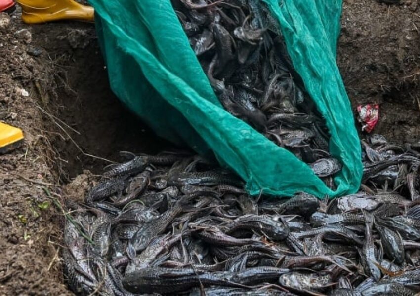 Penanganan Sapu-sapu Jakarta. (ANTARA FOTO:Sulthony Hasanuddin:tom