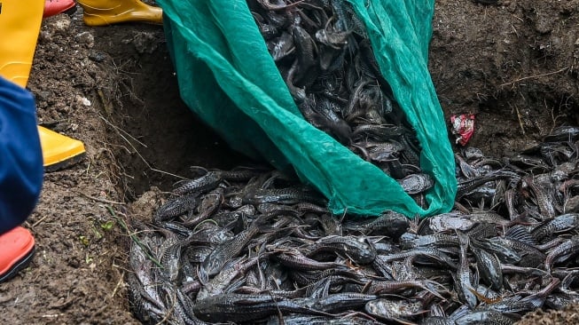 Penanganan Sapu-sapu Jakarta. (ANTARA FOTO:Sulthony Hasanuddin:tom