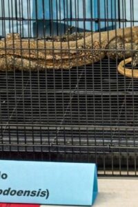 Perdagangan Komodo (dok Juni Kriswanto:AFP)