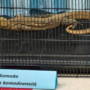 Perdagangan Komodo (dok Juni Kriswanto:AFP)