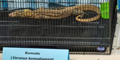 Perdagangan Komodo (dok Juni Kriswanto:AFP)