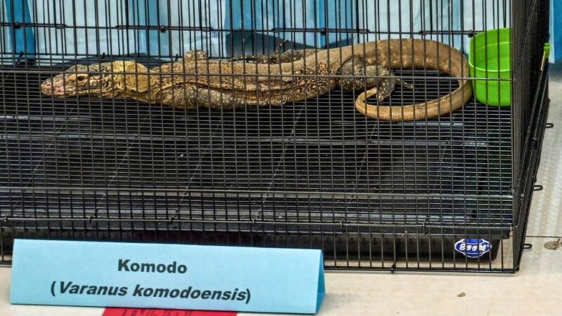 Perdagangan Komodo (dok Juni Kriswanto:AFP)