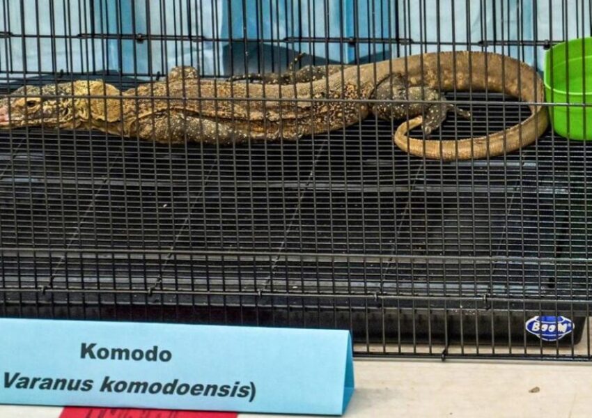 Perdagangan Komodo (dok Juni Kriswanto:AFP)