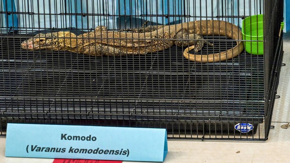 Perdagangan Komodo (dok Juni Kriswanto:AFP)