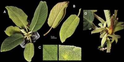 Spesies Tanaman Baru