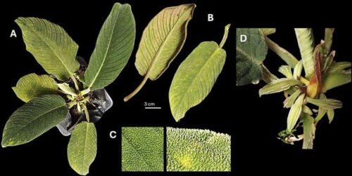 Spesies Tanaman Baru