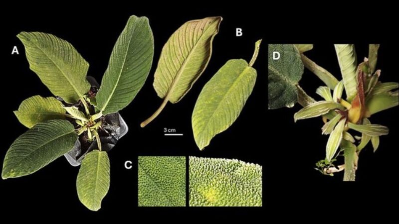Spesies Tanaman Baru