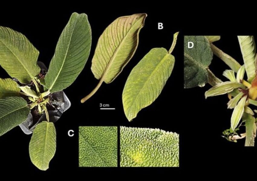 Spesies Tanaman Baru