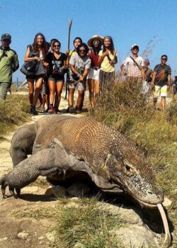 TN Komodo (dok Pixabay)
