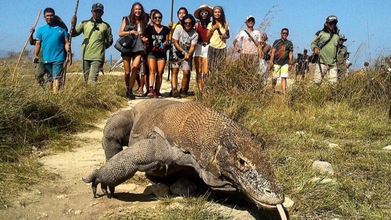 TN Komodo (dok Pixabay)