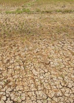 ilustrasi-kekeringan