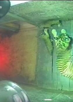 Bayi Harimau Sumatera di LK Taman Satwa Lembah Hijau Lampung. (dok Kemenhut)