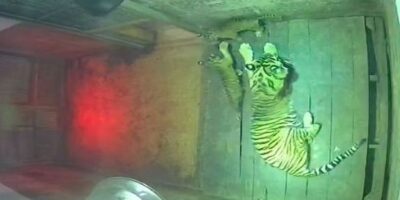 Bayi Harimau Sumatera di LK Taman Satwa Lembah Hijau Lampung. (dok Kemenhut)