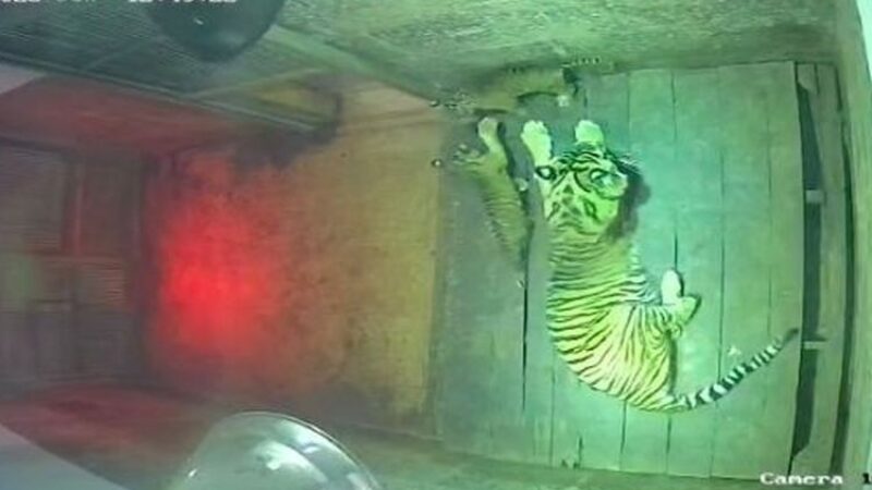Bayi Harimau Sumatera di LK Taman Satwa Lembah Hijau Lampung. (dok Kemenhut)