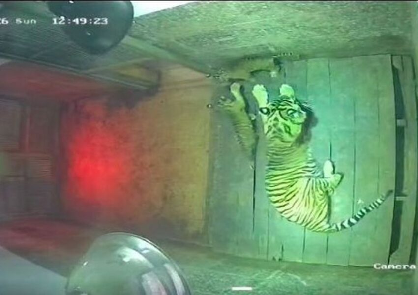 Bayi Harimau Sumatera di LK Taman Satwa Lembah Hijau Lampung. (dok Kemenhut)