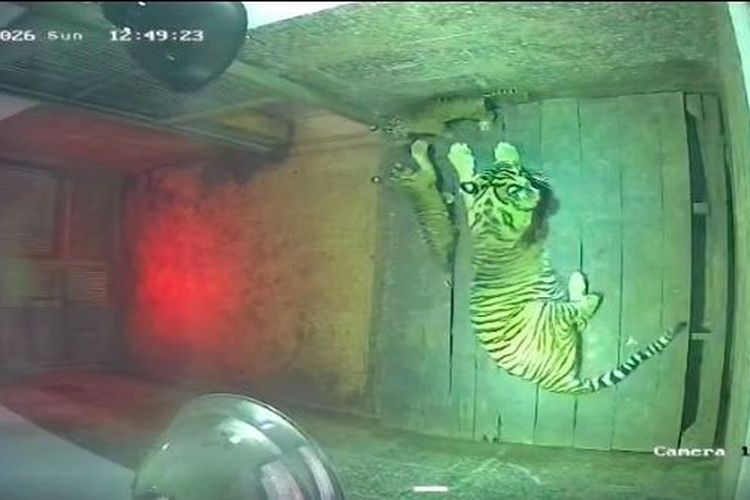 Bayi Harimau Sumatera di LK Taman Satwa Lembah Hijau Lampung. (dok Kemenhut)
