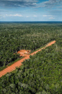 Hutan-di-Papua-dok-Greenpeace-Indonesia