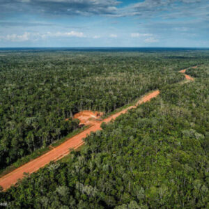 Hutan-di-Papua-dok-Greenpeace-Indonesia