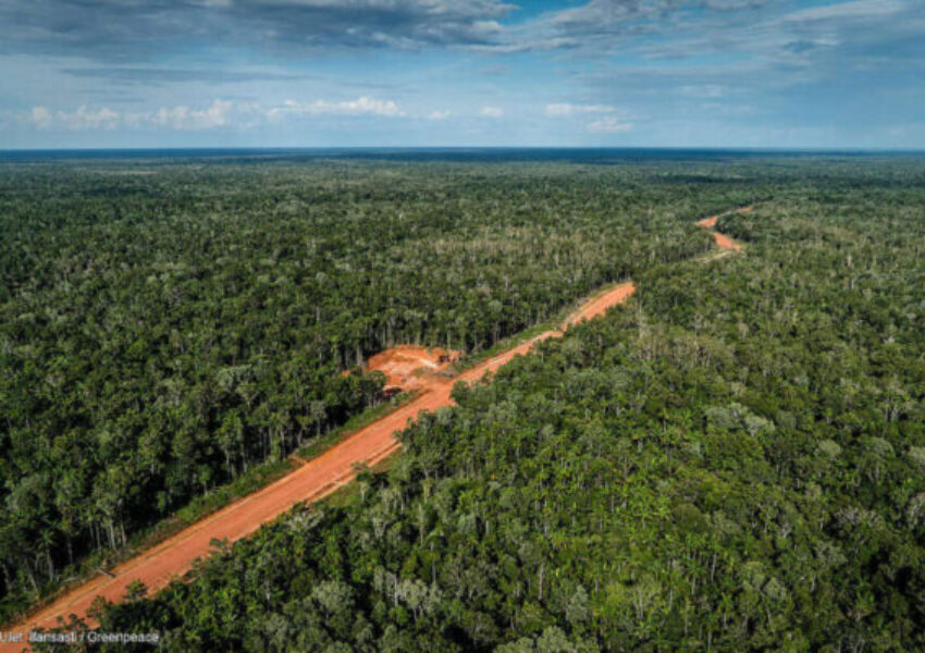 Hutan-di-Papua-dok-Greenpeace-Indonesia