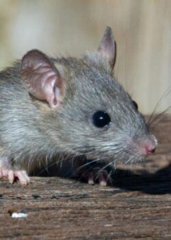 Ilustrasi Tikus