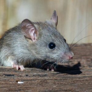 Ilustrasi Tikus