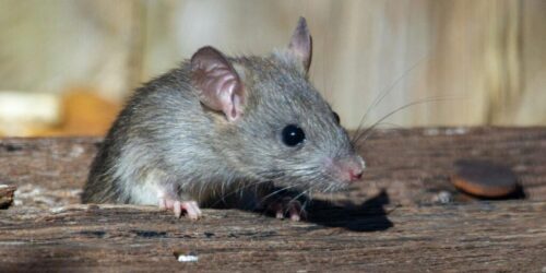 Ilustrasi Tikus