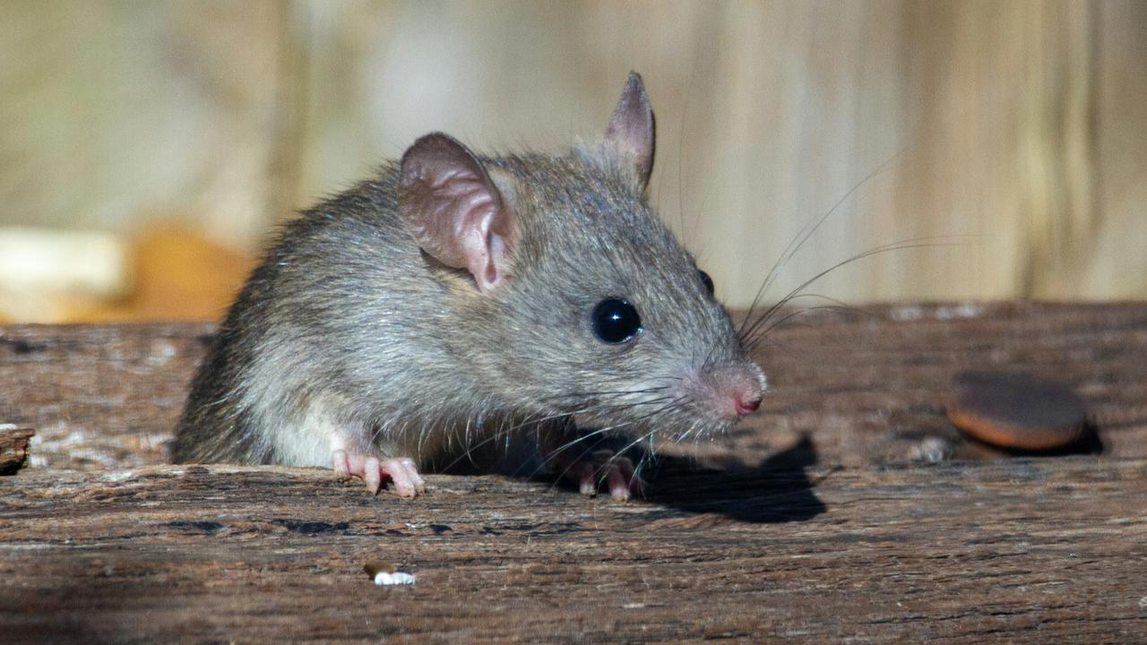 Ilustrasi Tikus