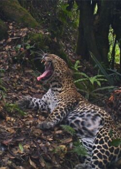 Macan Tutul Jawa