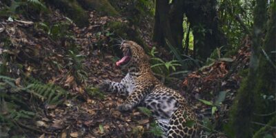 Macan Tutul Jawa