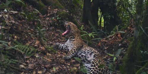 Macan Tutul Jawa
