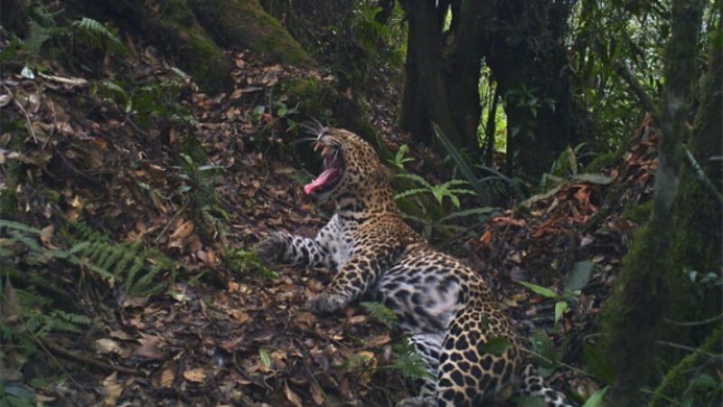 Macan Tutul Jawa