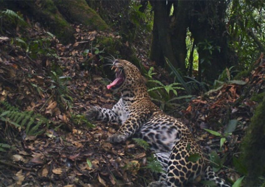 Macan Tutul Jawa
