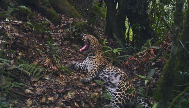 Macan Tutul Jawa