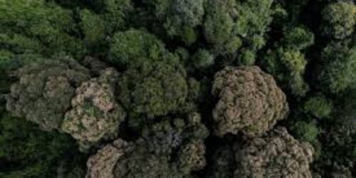 images-4