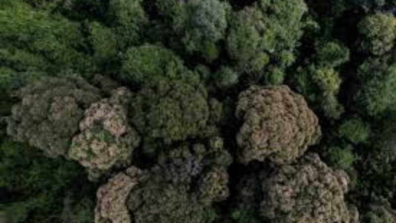 images-4
