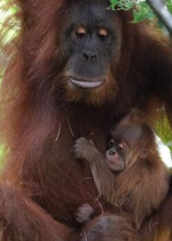 Bayi Orang Utan yang lahir di Aceh (Kemenhut)