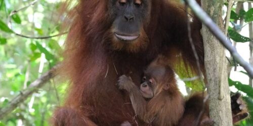 Bayi Orang Utan yang lahir di Aceh (Kemenhut)