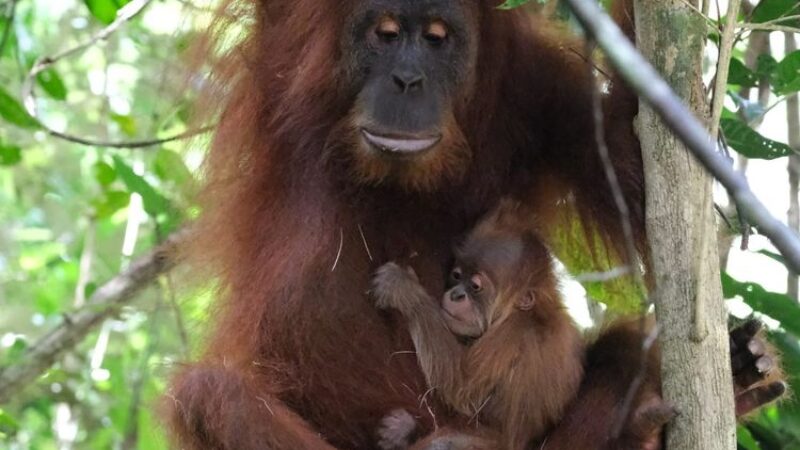 Bayi Orang Utan yang lahir di Aceh (Kemenhut)