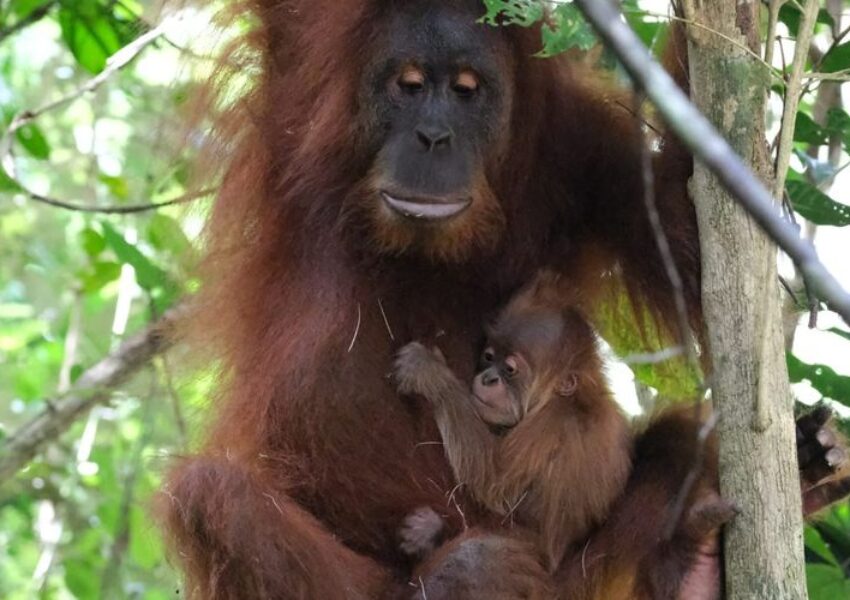 Bayi Orang Utan yang lahir di Aceh (Kemenhut)
