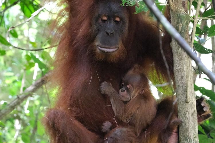 Bayi Orang Utan yang lahir di Aceh (Kemenhut)