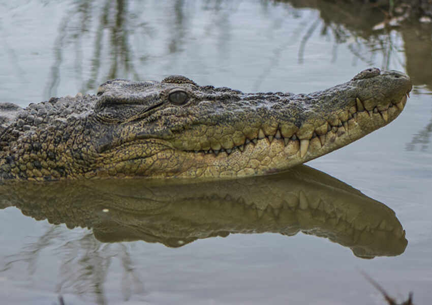 Buaya Muara (dok Mongabay)
